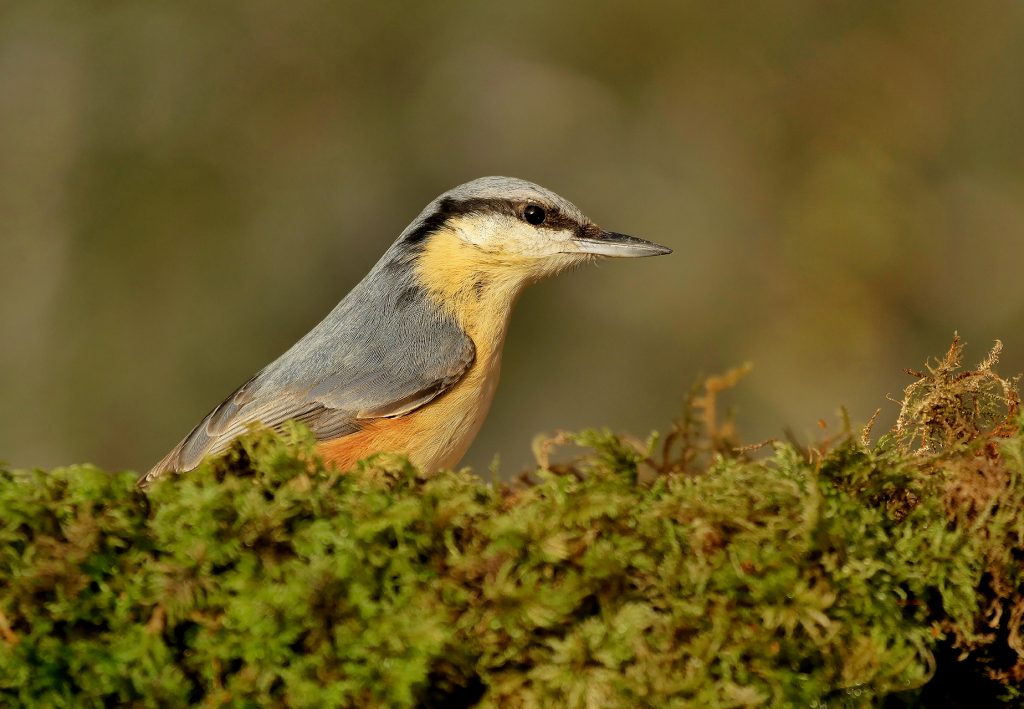 Gift Vouchers | www.wildlife-photography.uk.com