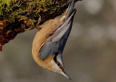 Woodland Birds Workshop | Ron McCombe-Wildlife Photographer