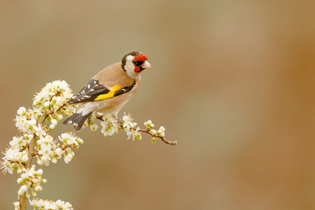 Woodland Birds Workshop | Ron McCombe-Wildlife Photographer