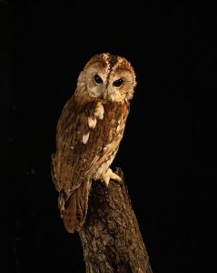 Tawny Owl