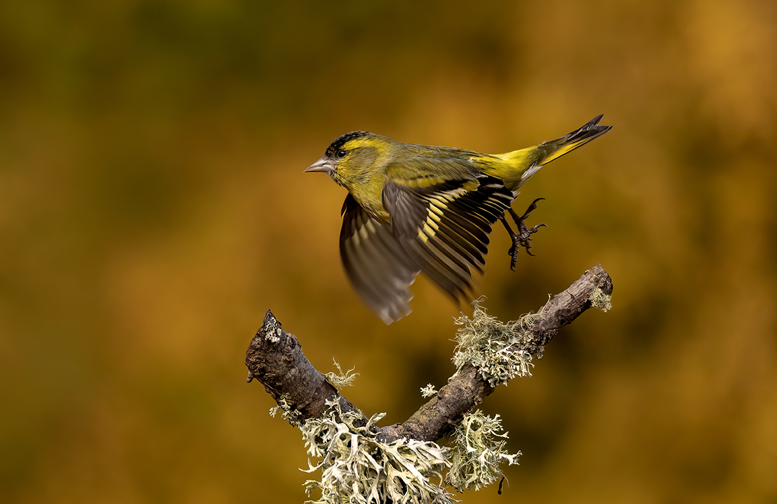 Woodland Birds Workshop - www.wildlife-photography.uk.com