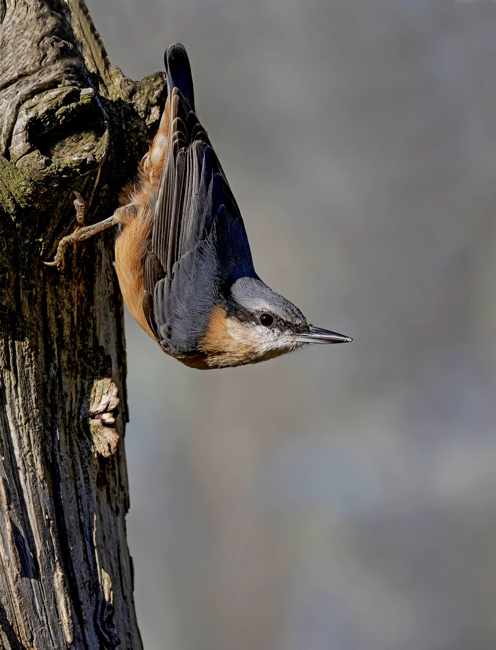 Woodland Birds Workshop - www.wildlife-photography.uk.com